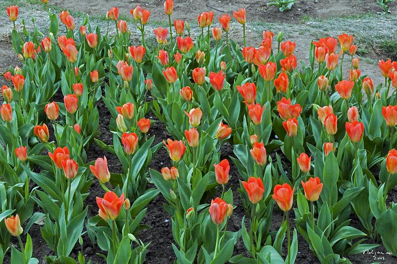 20080403_133727 D300 P.jpg - Early blooming of tulips